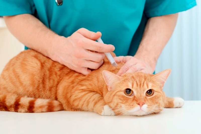 Dịch vụ chích ngừa chó mèo